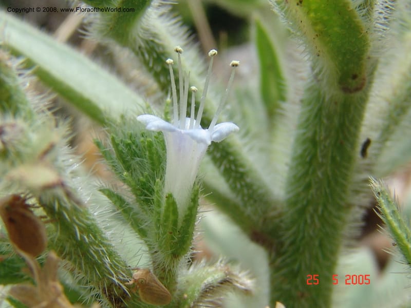 Echium italicum ssp biebersteinii--Crete. Ep. Kisamos. Sirikari Gorge. 25 May 05. 467.jpg