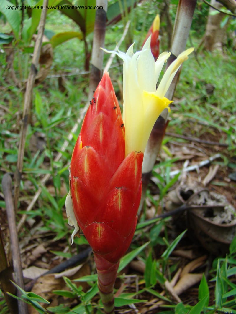Costus stenophyllus--Costa Rica. Puntar. Los Charcos de Osa. 15 Apr 08. 222.jpg