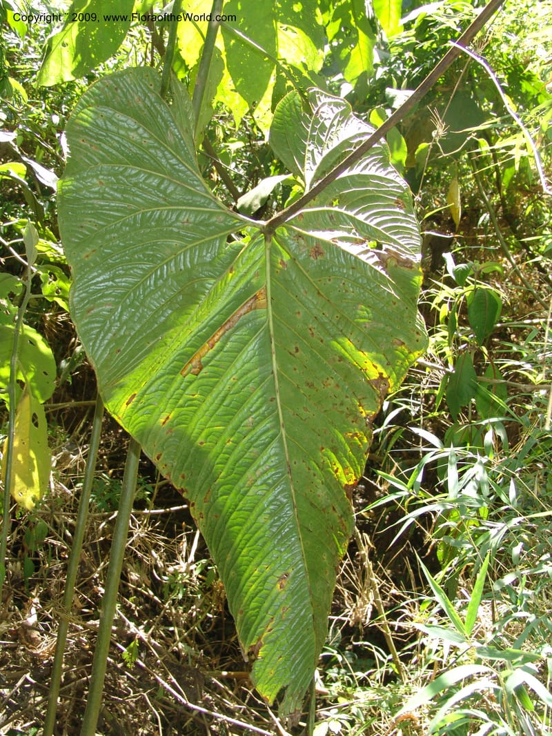 Anthurium--Croat93240.  Quito to Sto. Domingo. 12 Aug 04.  051.jpg