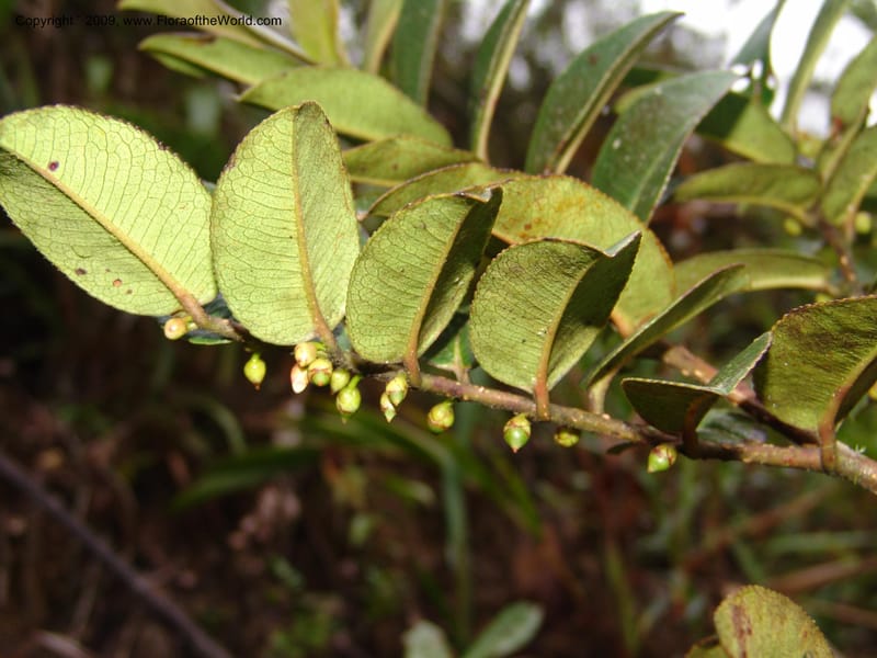 Freziera, DNeill15999--Ecuador. Zam Ch. Res.Tapichalaca. Qb. Honda. 25 Sep 07. 171.jpg