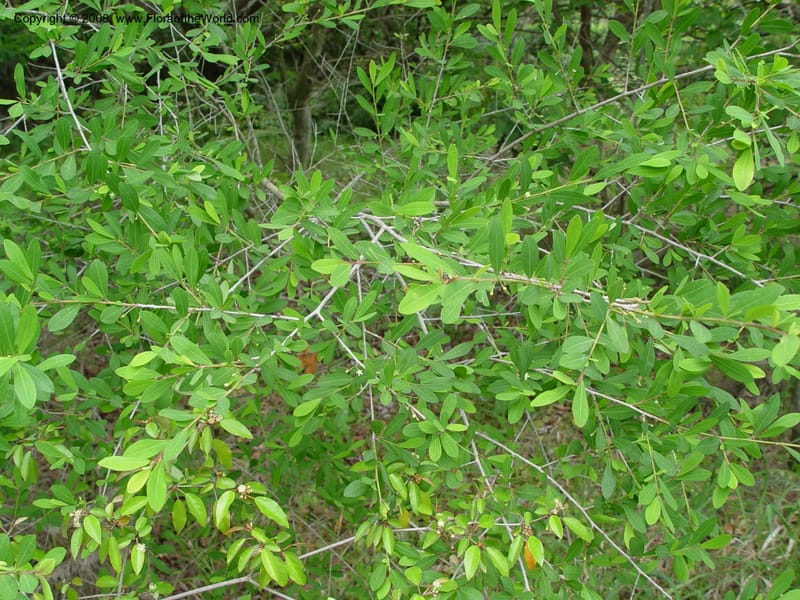 Erythroxylum delagoense--So. Africa. KwaZuluNatal. Mtunzini. Twinstr. Mick's Park. 2 Oct 03. 091.jpg