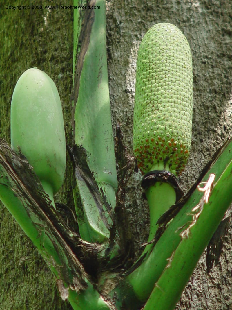 Monstera acuminata--FL. Fairchild Tropical Gard. 7 Apr 03. 188.jpg