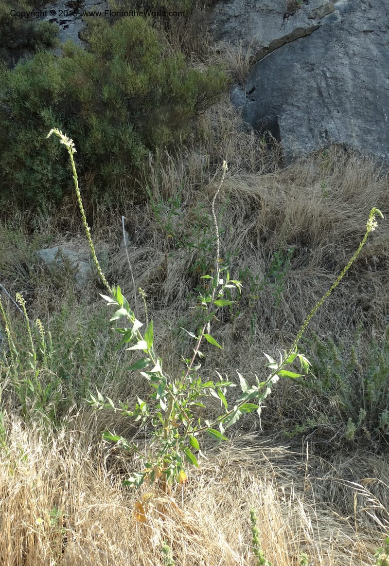 Gaura parviflora, Davidson, C 12604--ID. Idaho Co. North of Riggins. 16 Jul 2014. DSC00589 (10).JPG