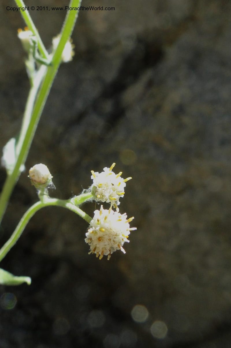 Antennaria racemosa, Davidson, C 11875--Idaho. Idaho Co. Warren Wagon Rd. 8 July 2011. 167 (20).jpg