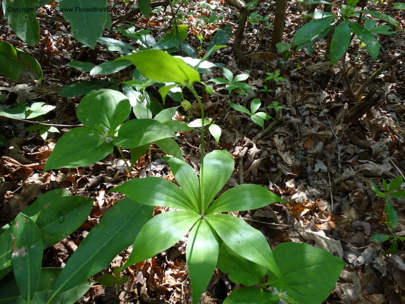 Mediola virginiana, Davidson, C 12947--North Carolina. Trans. Co. W Cradle of For. 11 May 2015. DSC03837 (47).JPG