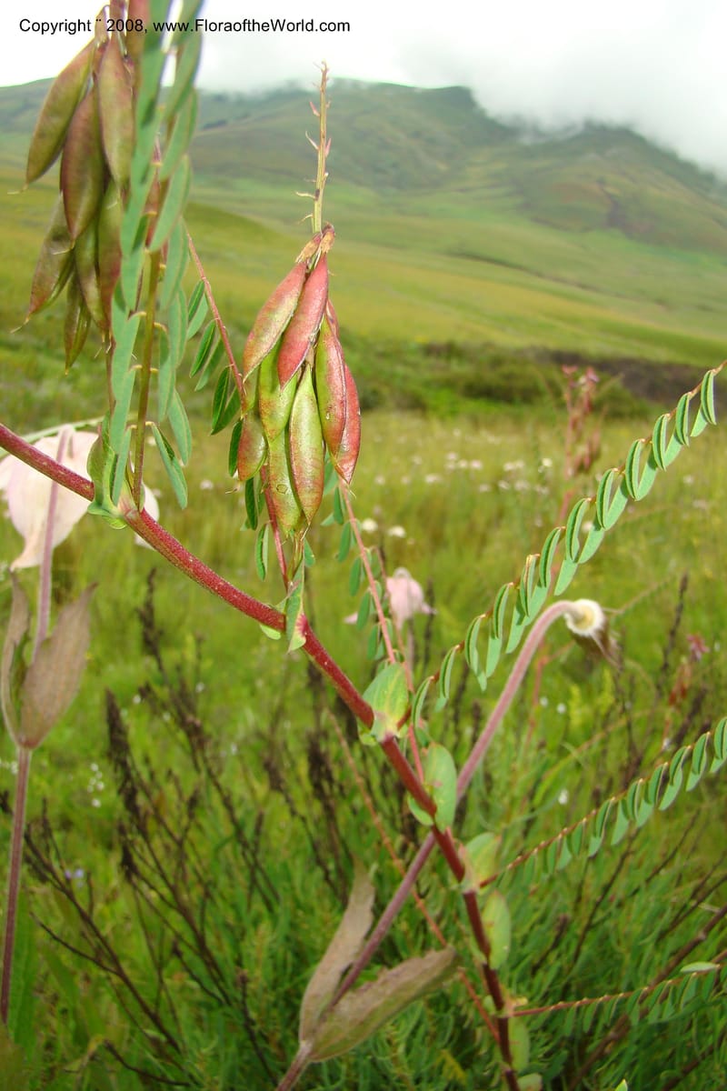 Astragalus atropilosulus ssp. burkeanus, WKindeketa3042--Tanz. Makete Distr. Kitulo Nat. Pk. 25 Jan 08. 231.jpg