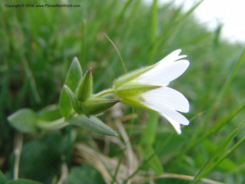 Cerastium purpurascens--Georgia. Kazbeki . Trail-road to Sameba Church. 2 Jun 05. 474.jpg