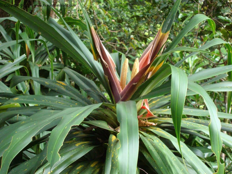 Freycinetia,  Munzinger, J 4780--New Caledonia, Aoupinie, 15 ov 2007   DSC06741 (11).jpg