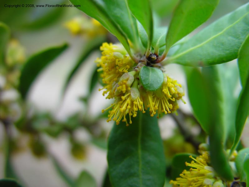 Azara petiolaris. 91.1083--CA. UC Berkeley Bot. Gard. 11 Feb 03. 120.jpg