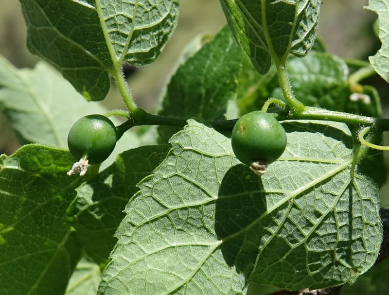 Celtis reticulata, C. Davidson 13581--ID. Idaho Co. Salmon R. Rd. E of Riggins. 24 May 2017. DSC00708. JPG (188).JPG
