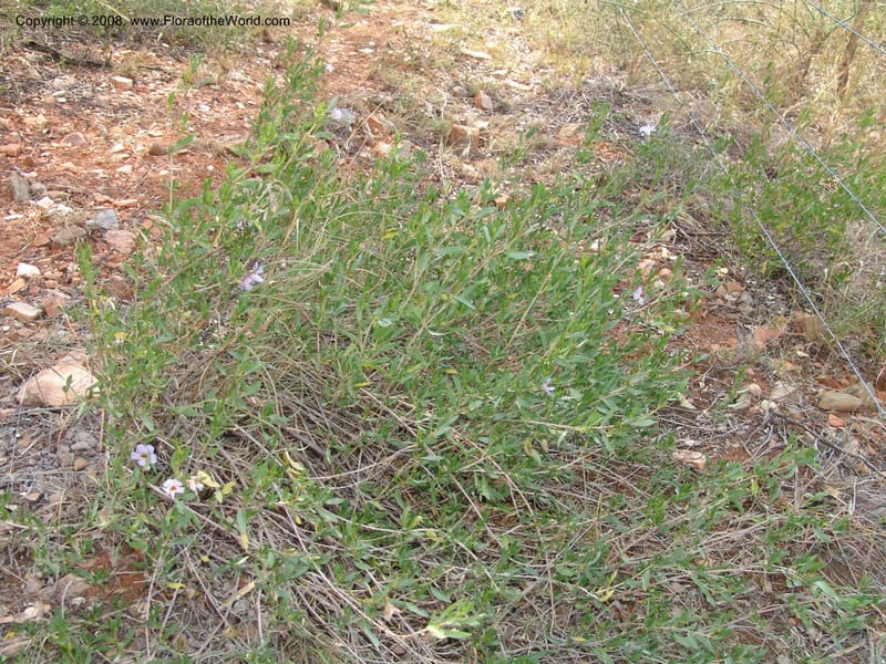 Petalidium oblongifolium cf--So.Africa. Mpumal. twd Steelpoort. 16 Mch 05. 018.jpg
