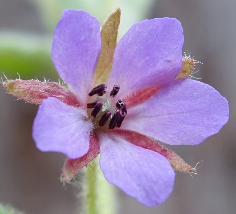 Tremandra stelligera, Davidson, C 13511--Australia. W.A. Valley of the Giants Rd. 29 Oct 2016. DSC06689 (104).JPG
