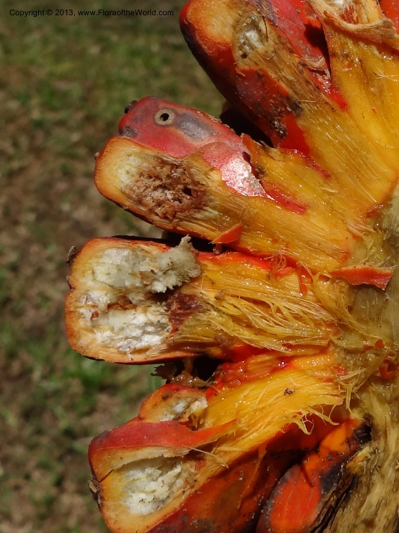 Pandanus odorifer, Callmander 1017--Malaysia, Sarawak. Bako Nat. Park. Beach. 31 Mar 2012. DSC06362 (112).JPG