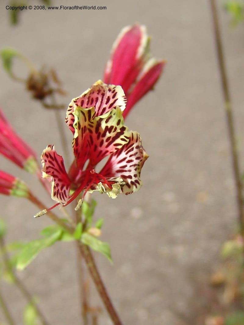 Alstroemeria psittacina, s.n.--CA. San Francisco Arboretum. 9 Aug 07. 548.jpg