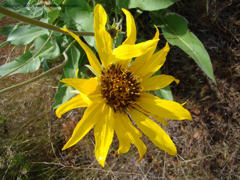 OR. Malheur Co. Leslie Gulch. 1 Jun 08. 194.jpg