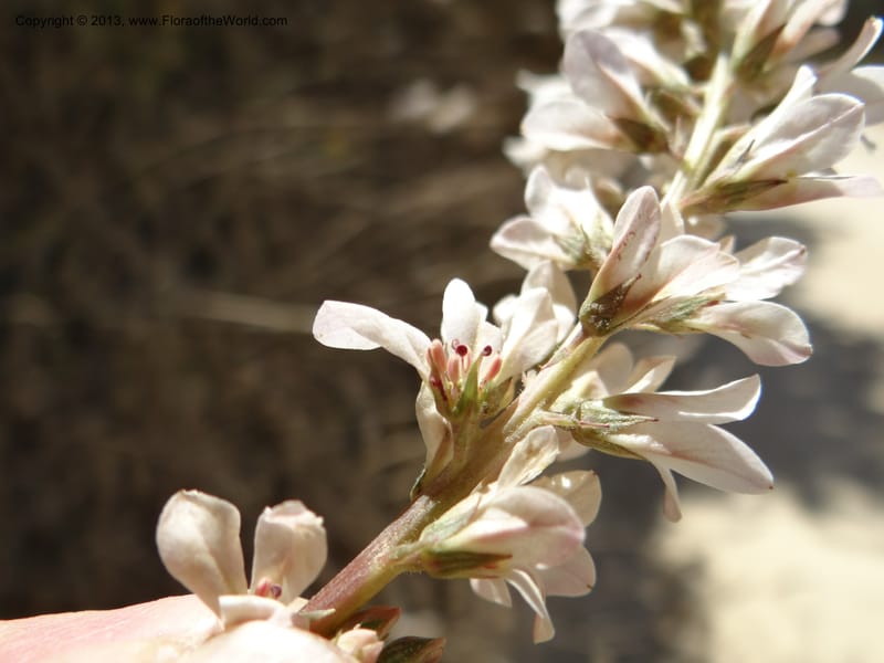 Francoa appendiculata, WDS 34052--Chile. Pichilemu. 13 Feb 2013. DSC00381 (18).JPG