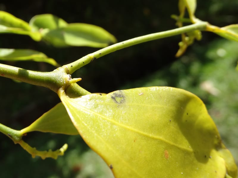 Ginalloa arnottiana, Davidson, C 12928--Sabah. Near generation plant. 28 Mar 2015. DSC01259 (27).JPG