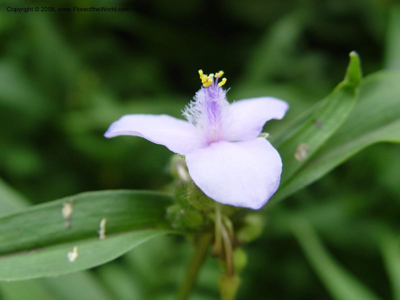 Tradescantia chinensis--DE. Mt. Cuba Center. 24 Jun 03. 028.jpg