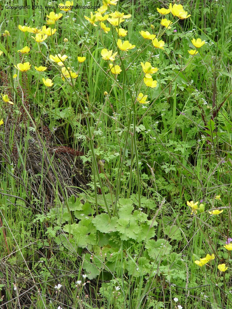 Ranunculus ollissiponensis--Spain. Gran.Prov. 4 km S Jct. Albondon-Albunol, C333. 1 (22).jpg