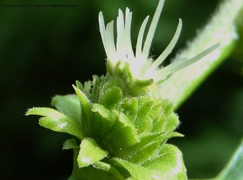 Female flower cluster with prominent styles enclosed by green cupule scales