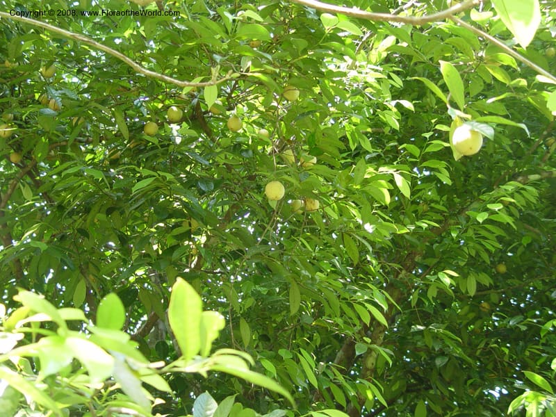 Myristica fragrans--Ghana. Aburi Botanic Garden. 10 Dec 03. 069.jpg