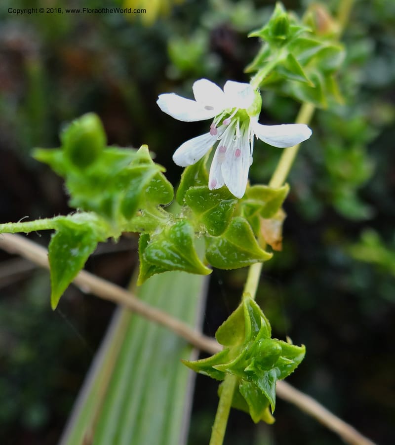 Cerastium, Ulloa, C 2388--Ecuador. Azuay. Matanga. 2 Oct 2012. DSC06351 (277).JPG