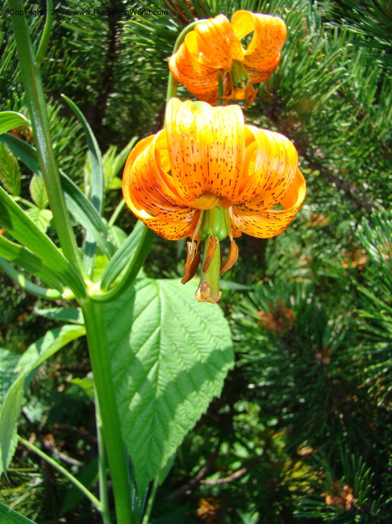 Lilium carniolicum, CDavidson11253--Slovenia. Gorenska Reg. Velika Planina. 6 Jul 08. 134.jpg