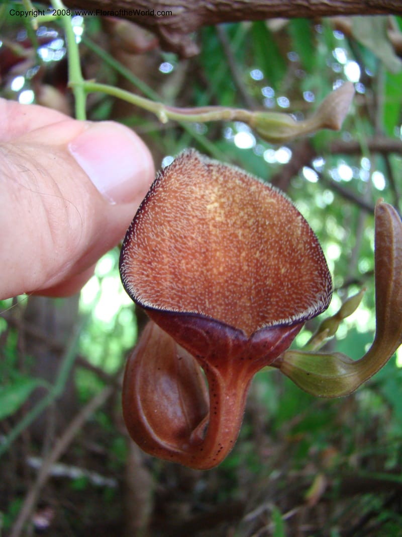 Aristolochia maxima, NMartinezM2422--MX. Chiapas. Jiquipilas. Cerro el Campanario. 14 Sep 08. 091.jpg