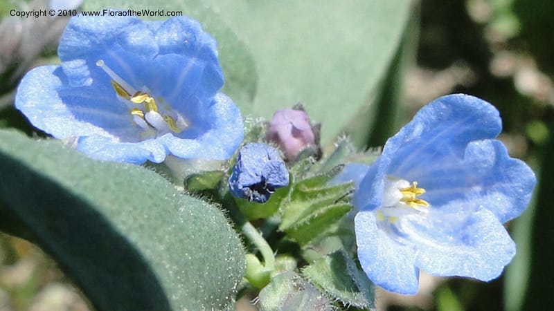 Mertensia paniculata, C. Davidson 11753--ID. Valley Co. Road to Gold Fork Looklout. 16 July 2010. 031 (9).jpg