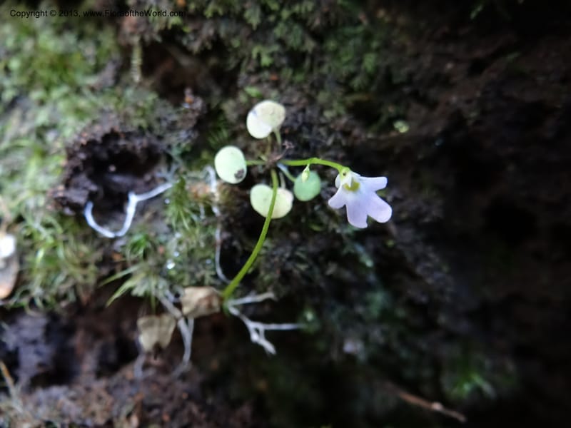 Utricularia, VC 5533--Thailand. Chiang Mai Prov. Doi Pha Hom Pok Nat. Park. 10 Nov 2012. DSC08349 (137).JPG