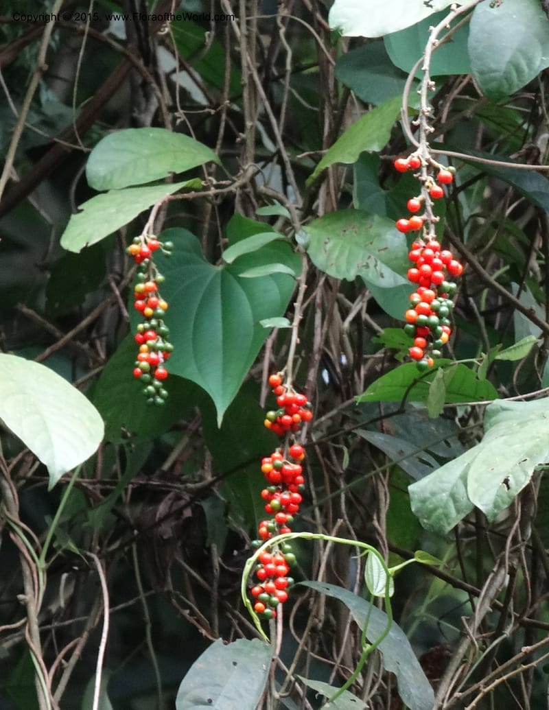 Solanum, Davidson, C 12333--Cameroon. Etome Village to Etinde. 18 Mar 2014. DSC02275 (173).JPG