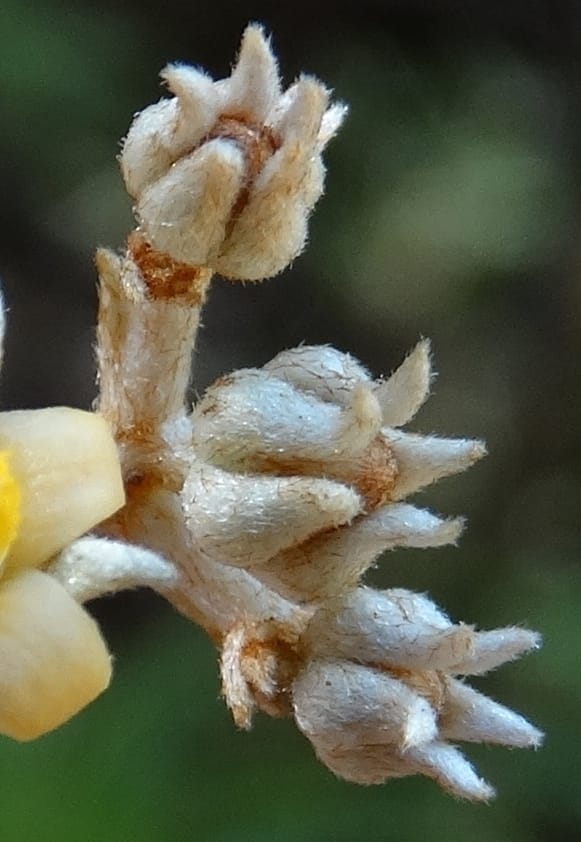 Argophyllum, Lowry, P 7423--New Caledonia. PinPin. 20 Nov 2015. DSC03938 (92).JPG