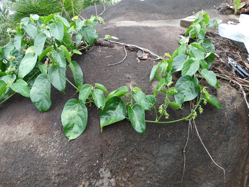 Megistostigma cordata, Davidson, C 12936--Sabah. Ruyu Oil Palm Pl. 29 Mar 2015. DSC01510 (26).JPG
