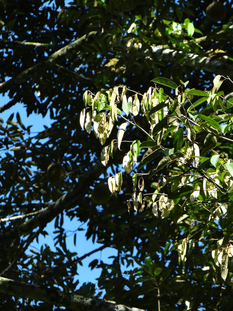 Durio zibethinus, not coll.--Thailand. Surat Thani Prov. Khlong Phanom Nat. Park. 15 Nov 2012. (277).JPG
