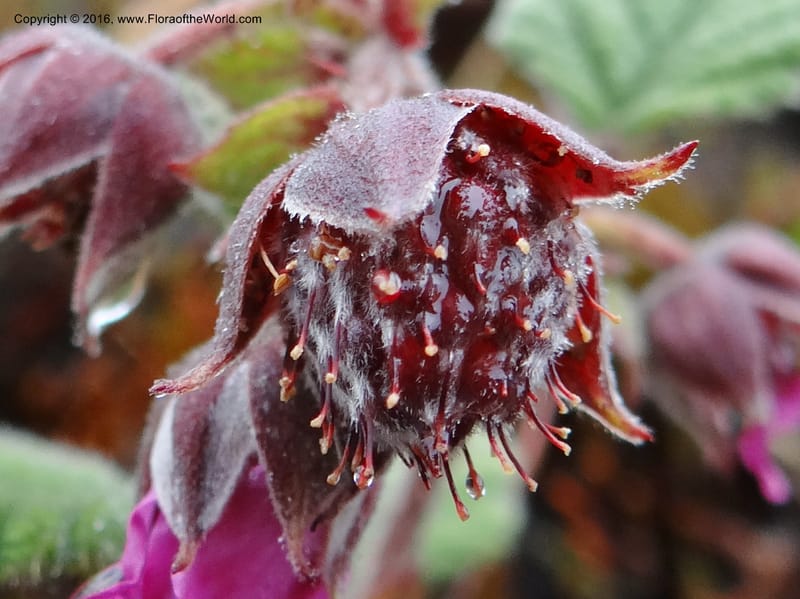 Rubus, Ulloa, C 2384--Ecuador. Azuay. Matanga. 2 Oct 2012. DSC06351 (322).JPG