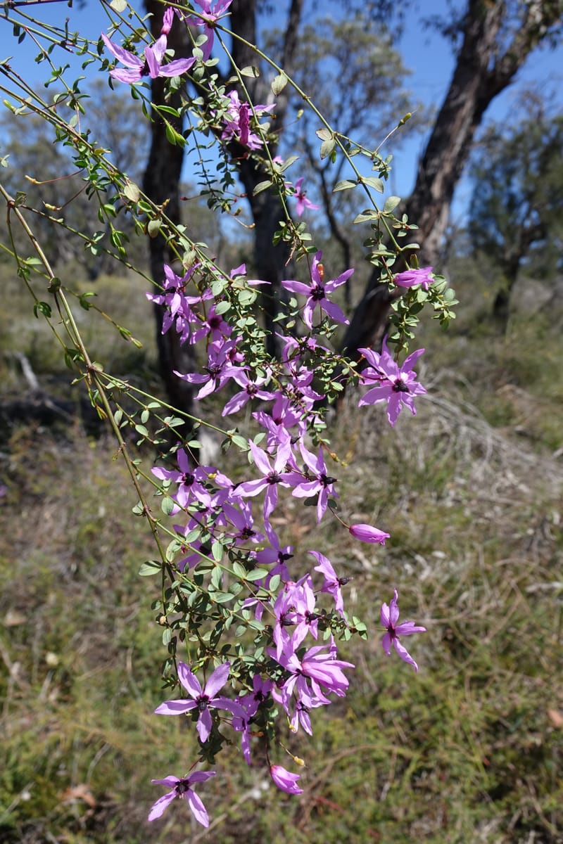 Tetratheca hirsuta subsp. viminea, Davidson, C 13375--Australia. W.A. Koondoola Bushland. 22 Oct 2016. DSC03457 (155).JPG