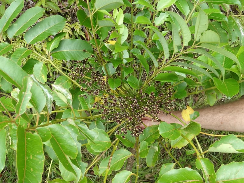 Plerandra grandiflora, Plunkett, G 3178-- Fiji. Delaikoro Mtn. 3 Nov 2015. DSC08393 (30).JPG
