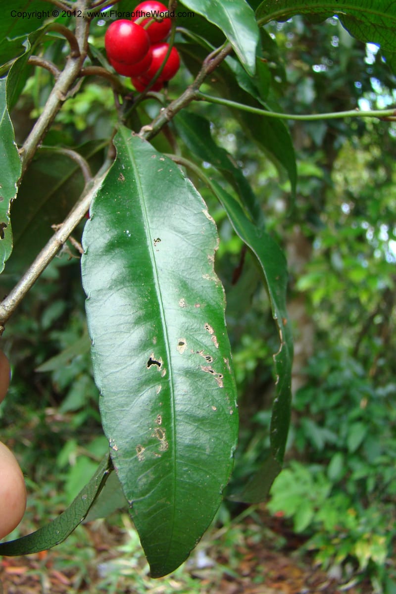 Ardisia, Regalado 1730--Viet Nam. Thua Thien Hue Prov. Phu Loc Distr. Bach Ma. 13Apr 09. 069.jpg