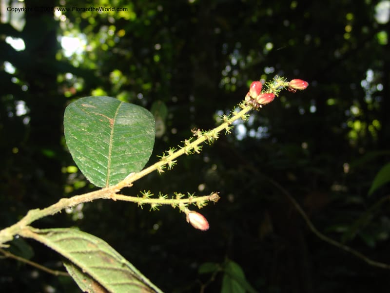 Hirtella bullata, AAraujoM1231--Bolivia. Pq. Nac. Madidi. Chalalan. Send. Anta. 30 Nov 04. 018.jpg
