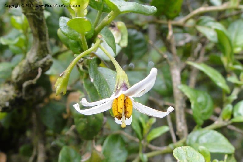 Solanum, Ulloa 1967--Ecuador. Pichincha. Old rd to Papallacta. 31 May 2011. 091 (12).jpg