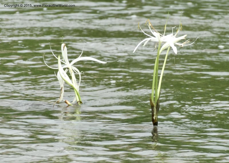 Crinum natans, Elias Ndive 189--Cameroon. Kumba River, Kumba. 23 Mar 2014. DSC03541 (20).JPG