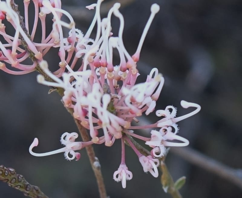 Grevillea endlicheriana, Davidson, C 13385--Australia. W.A. Hay Flat Rd. 22 Oct 2016. DSC03956 (8).JPG