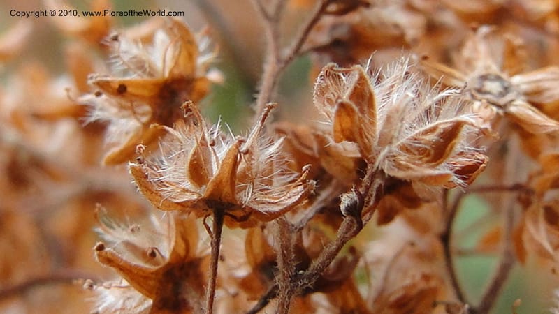 Holodiscus discolor, C. Davidson 11817--OR. Hood River Co. Old Dalles Rd., 2 mi E of E. Side Dr. 10 Sep 10. 001 (133).jpg