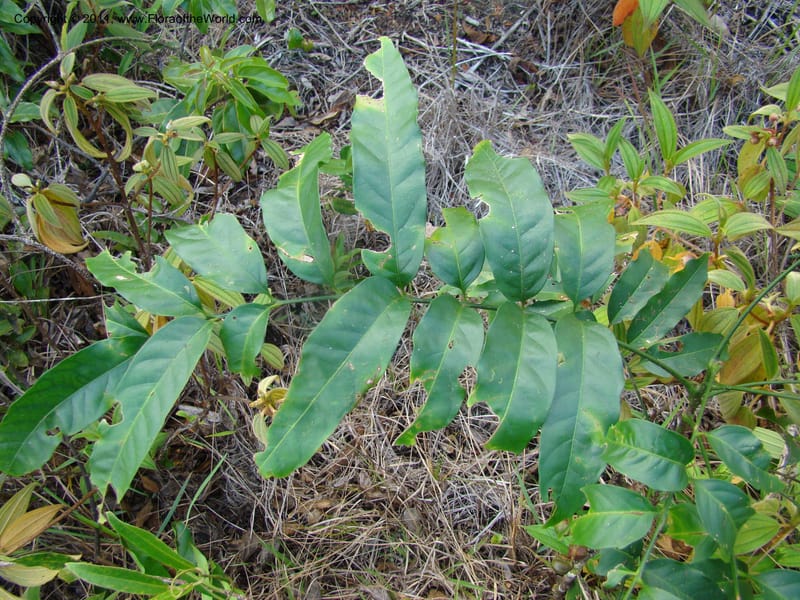 Cupaniopsis, Munzinger, J 4744--New Caledonia, Prov N, Mt. Mandjelia,  13 Nov 2007 229 (6).jpg