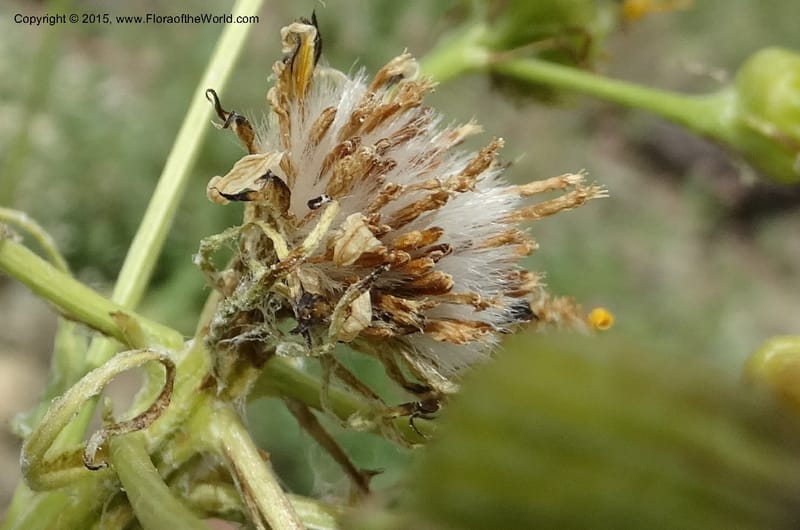 Senecio, Davidson, C 12598--ID. Idaho Co. Seven Devils Camp Ground. 15 Jul 2014. DSC00113 (317).JPG