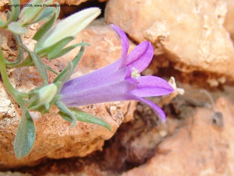 Campanula saxatilis ssp saxatilis--Crete. Ep. Kydonia. Akrotiri. Trail Gouvernetos . 23 May 05. 161.jpg