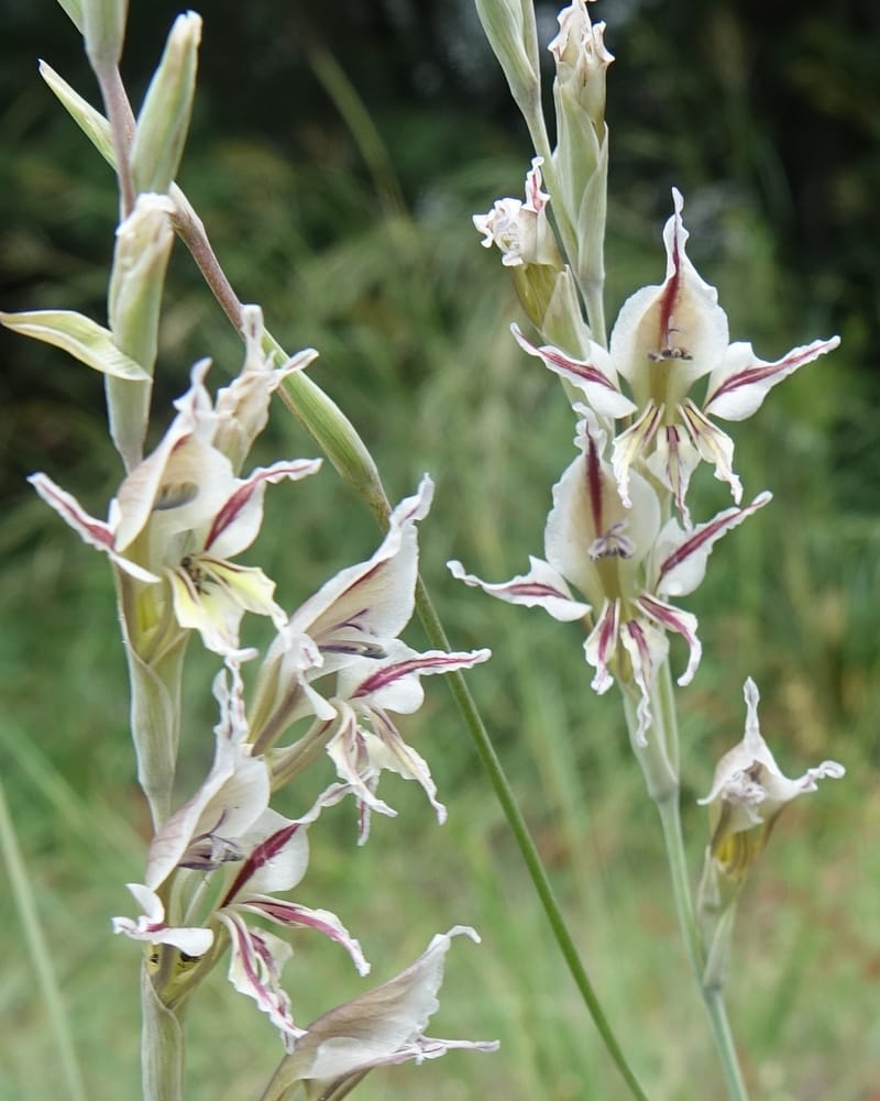 Gladiolus permeabilis, L. Nanyeni 1274--Namibia. Hwy D2859. Odom 418. 30 March 2018. DSC04324 (89).JPG