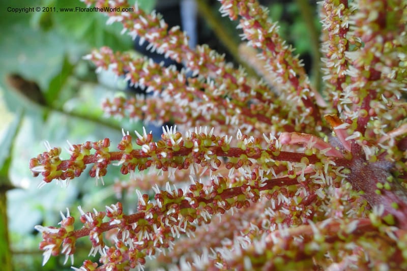 Gunnera brephogea, Ulloa 2180--Ecuador. Pichincha. Reserva Yanacocha. 11 Jun 2011. 311 (18).jpg