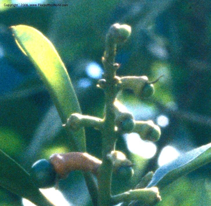 Rhabdodendron amazonicum, C. Davidson 10599--Brasil. Para. Rio Mapuera. 30 June 1980. 004D.jpg