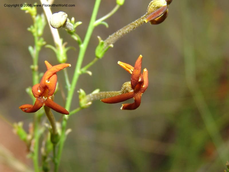 Jamesbrittenia --So.Africa. Mpumal. R577 N of Lydenburg. 16 Mch 05. 237.jpg